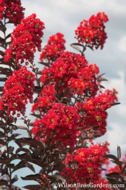 Delta Flame Crape Myrtle - 2 Gallon Pot