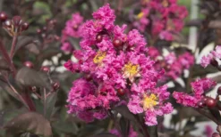 Delta Fusion Crape Myrtle - 2 Gallon Pot -Outlet Leaf Echoes Store Crape Myrtle Delta Fusion 2