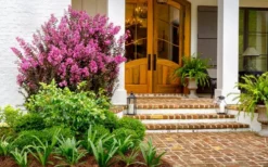 Delta Fusion Crape Myrtle - 2 Gallon Pot -Outlet Leaf Echoes Store Crape Myrtle Delta Fusion 5