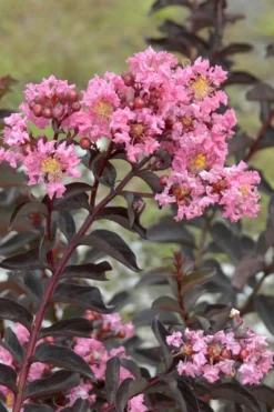 Delta Jazz Crape Myrtle - 3 Gallon Pot -Outlet Leaf Echoes Store Crape Myrtle Delta Jazz Rev 500x750 1