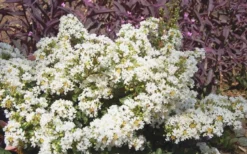 Diamond Dazzle Dwarf Crape Myrtle - 2 Gallon Pot 10 Diamond Dazzle Dwarf Crape Myrtle - 2 Gallon Pot -Outlet Leaf Echoes Store Crape Myrtle Diamond Dazzle 1