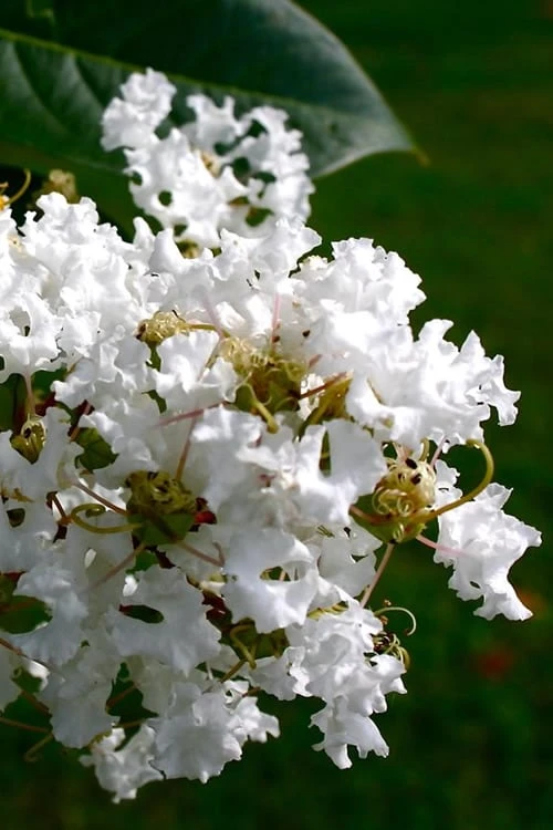 Diamond Dazzle Dwarf Crape Myrtle - 2 Gallon Pot 1 Diamond Dazzle Dwarf Crape Myrtle - 2 Gallon Pot