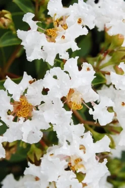 Diamond Dazzle Dwarf Crape Myrtle - 1 Gallon Pot -Outlet Leaf Echoes Store Crape Myrtle Diamond Dazzle BS
