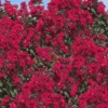 Double Dynamite Crape Myrtle - 2 Gallon Pot