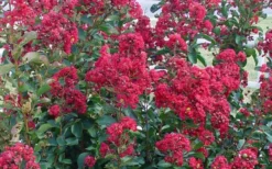 Double Feature Red Crape Myrtle - 3 Gallon Pot -Outlet Leaf Echoes Store Crape Myrtle Double Feature 50