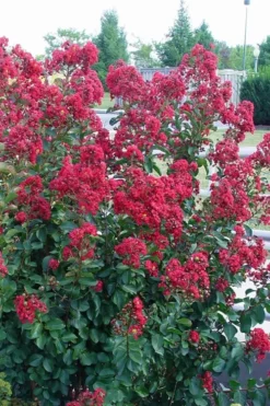 Double Feature Red Crape Myrtle - 3 Gallon Pot -Outlet Leaf Echoes Store Crape Myrtle Double Feature Rev 500x750 1
