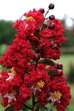 Dynamite Red Crape Myrtle - 3 Gallon Pot