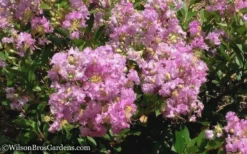 Early Bird Lavender Crape Myrtle - 3 Gallon Pot -Outlet Leaf Echoes Store Crape Myrtle Early Bird Lavender 6