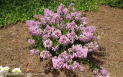Early Bird Lavender Crape Myrtle - 3 Gallon Pot -Outlet Leaf Echoes Store Crape Myrtle Early Bird Lavender 7