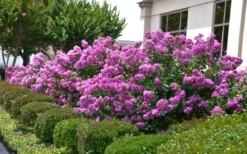 Early Bird Purple Crape Myrtle - 2 Gallon Pot -Outlet Leaf Echoes Store Crape Myrtle Early Bird Purple 2