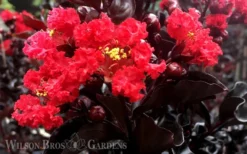 Ebony Flame Crape Myrtle - 7 Gallon Pot (4-5') -Outlet Leaf Echoes Store Crape Myrtle Ebony Flame 2