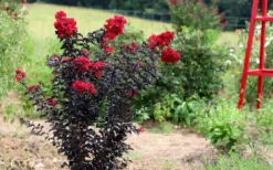 Ebony Flame Crape Myrtle - 2 Gallon Pot -Outlet Leaf Echoes Store Crape Myrtle Ebony Flame Tree