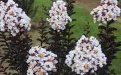 Ebony & Ivory Crape Myrtle - 3 Gallon Pot -Outlet Leaf Echoes Store Crape Myrtle Ebony Ivory 2