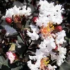 Delta Moonlight Crape Myrtle - 3 Gallon Pot