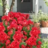 Enduring Summer Red Crape Myrtle - 5 Gallon Pot