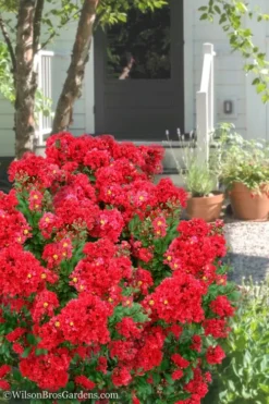Enduring Summer Red Crape Myrtle - 3 Gallon Pot