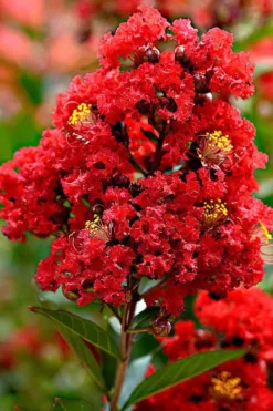 Enduring Summer Red Crape Myrtle - 5 Gallon Pot -Outlet Leaf Echoes Store Crape Myrtle Enduring Summer Redr BS 1