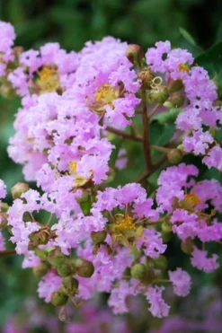 Muskogee Lavender Crape Myrtle - 3 Gallon Pot