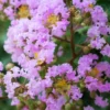 Muskogee Lavender Crape Myrtle - 6 Pack Of 1 Gallon Pots