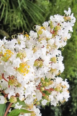 Natchez White Crape Myrtle Tree (Single Trunk) - 5 Gallon Pot 8 Natchez White Crape Myrtle Tree (Single Trunk) - 5 Gallon Pot -Outlet Leaf Echoes Store Crape Myrtle Natchez 11