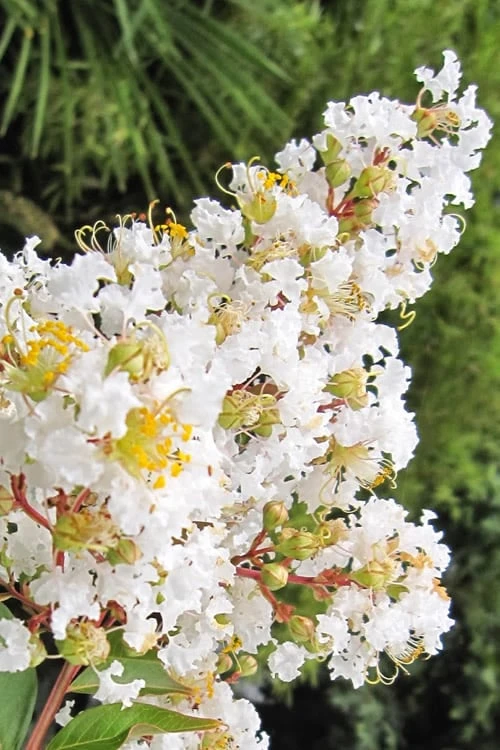 Natchez White Crape Myrtle - 3 Gallon Pot 6 Natchez White Crape Myrtle - 3 Gallon Pot - Image 6
