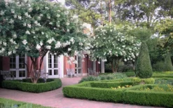 Natchez White Crape Myrtle - 1 Gallon Pot 13 Natchez White Crape Myrtle - 1 Gallon Pot -Outlet Leaf Echoes Store Crape Myrtle Natchez 13 1