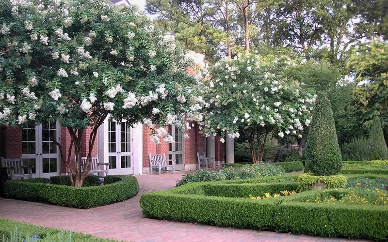 Natchez White Crape Myrtle - 3 Gallon Pot 7 Natchez White Crape Myrtle - 3 Gallon Pot - Image 7