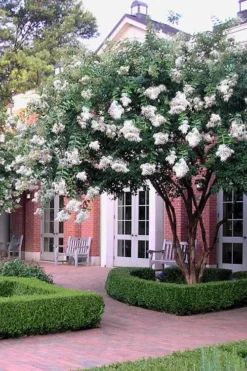 Natchez White Crape Myrtle - 3 Gallon Pot 11 Natchez White Crape Myrtle - 3 Gallon Pot -Outlet Leaf Echoes Store Crape Myrtle Natchez 14 3