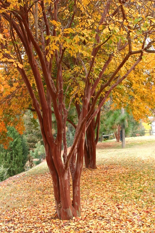 Natchez White Crape Myrtle - 3 Gallon Pot 4 Natchez White Crape Myrtle - 3 Gallon Pot - Image 4