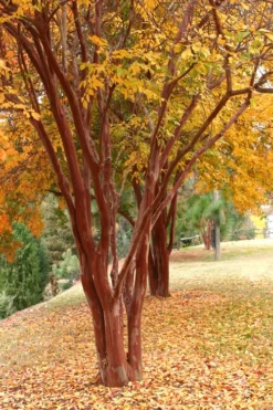 Natchez White Crape Myrtle (Multi Trunk) - 5 Gallon Pot -Outlet Leaf Echoes Store Crape Myrtle Natchez 17 5