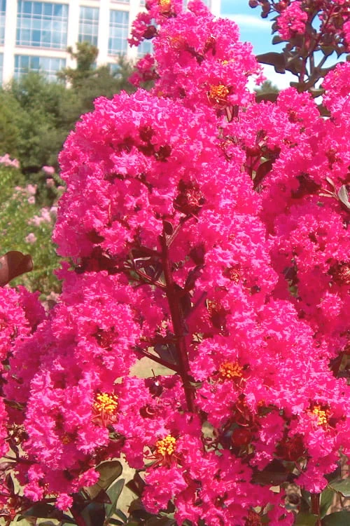 Pink Velour Crape Myrtle Tree - 3 Gallon Pot 5 Pink Velour Crape Myrtle Tree - 3 Gallon Pot - Image 5