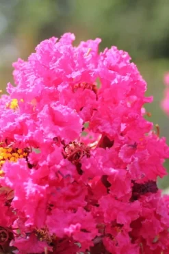 Pink Velour Crape Myrtle Tree - 3 Gallon Pot 8 Pink Velour Crape Myrtle Tree - 3 Gallon Pot -Outlet Leaf Echoes Store Crape Myrtle Pink Velour 14