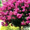 Pink Velour Crape Myrtle Tree - 3 Gallon Pot