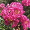 Pocomoke Dwarf Crape Myrtle - 3 Gallon Pot