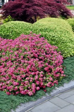 Pocomoke Dwarf Crape Myrtle - 6 Pack Of 1 Gallon Pots -Outlet Leaf Echoes Store Crape Myrtle Pocomoke 27 2