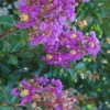 Purple Cow Crape Myrtle - 2 Gallon Pot