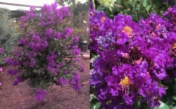 Purple Magic Crape Myrtle Tree (Multi Trunk) - 7 Gallon Pot -Outlet Leaf Echoes Store Crape Myrtle Purple Magic 12