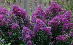 Purple Magic Crape Myrtle Tree (Multi Trunk) - 7 Gallon Pot -Outlet Leaf Echoes Store Crape Myrtle Purple Magic 13