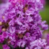 Purple Magic Crape Myrtle Tree (Multi Trunk) - 7 Gallon Pot