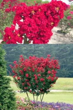 Red Rocket Crape Myrtle - 6 Pack Of 1 Gallon Pots -Outlet Leaf Echoes Store Crape Myrtle Red Rocket 500x750 1