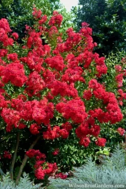 Red Rocket Crape Myrtle - 6 Pack Of 1 Gallon Pots -Outlet Leaf Echoes Store Crape Myrtle Red Rocket 7
