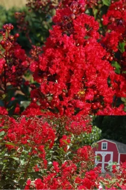 Red Rooster Crape Myrtle - 7 Gallon Pot -Outlet Leaf Echoes Store Crape Myrtle Red Rooster 2 500 x750 1