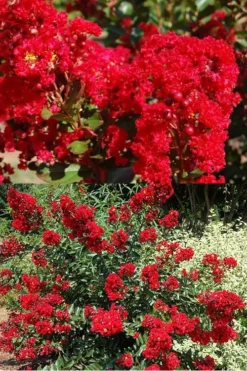 Red Rooster Crape Myrtle - 7 Gallon Pot -Outlet Leaf Echoes Store Crape Myrtle Red Rooster 5 x750 1