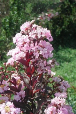 Rhapsody In Pink Crape Myrtle - 6 Pack Of 1 Gallon Pots -Outlet Leaf Echoes Store Crape Myrtle Rhapsody In Pink 10 1