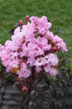 Rhapsody In Pink Crape Myrtle - 6 Pack Of 1 Gallon Pots -Outlet Leaf Echoes Store Crape Myrtle Rhapsody In Pink 11 1