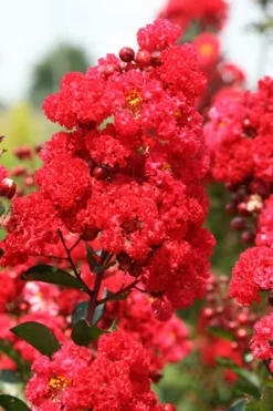 Ruffled Red Magic Crape Myrtle Tree (Single Trunk) - 7 Gallon Pot (5-6') 7 Ruffled Red Magic Crape Myrtle Tree (Single Trunk) - 7 Gallon Pot (5-6') -Outlet Leaf Echoes Store Crape Myrtle Ruffled Red Magic 500x750 1