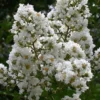 Sarah's Favorite Crape Myrtle - 1 Gallon Pot