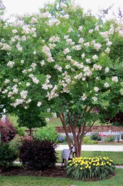 Sarah's Favorite Crape Myrtle - 7 Gallon Pot (5-6') -Outlet Leaf Echoes Store Crape Myrtle Sarahs Favorite 8