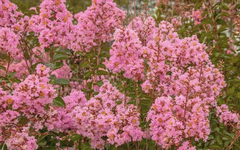 Sioux Pink Crape Myrtle - 6 Pack Of 1 Gallon Pots 4 Sioux Pink Crape Myrtle - 6 Pack Of 1 Gallon Pots - Image 4