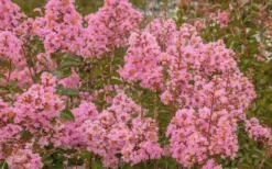 Sioux Pink Crape Myrtle - 1 Gallon Pot -Outlet Leaf Echoes Store Crape Myrtle Sioux Pink 51